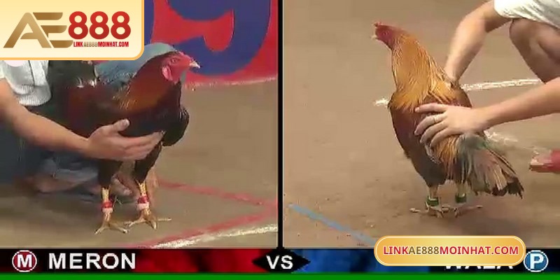 Lối Gà Chọi Hay Nhất - Bí Quyết Thắng Trận Từ Sư kê 9 Các trận đấu đá gà AE888 được đầu tư full HD siêu chất lượng