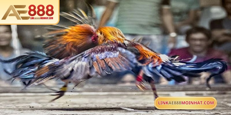 Lối Gà Chọi Hay Nhất - Bí Quyết Thắng Trận Từ Sư kê 7 Chơi đá gà ăn tiền là hình thức được yêu thích bậc nhất tại AE888