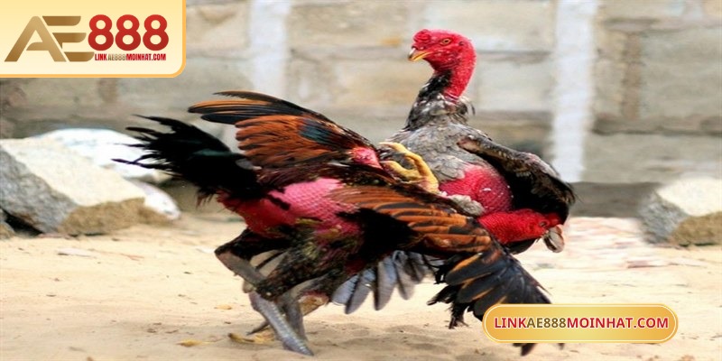 Mỗi màu lông tương ứng với khả năng đặc trưng