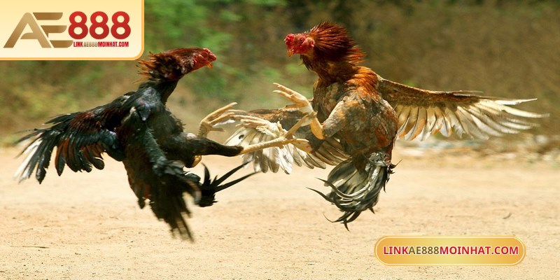 Chọn gà chọi qua màu lông bí quyết để nhận biết gà tiềm năng