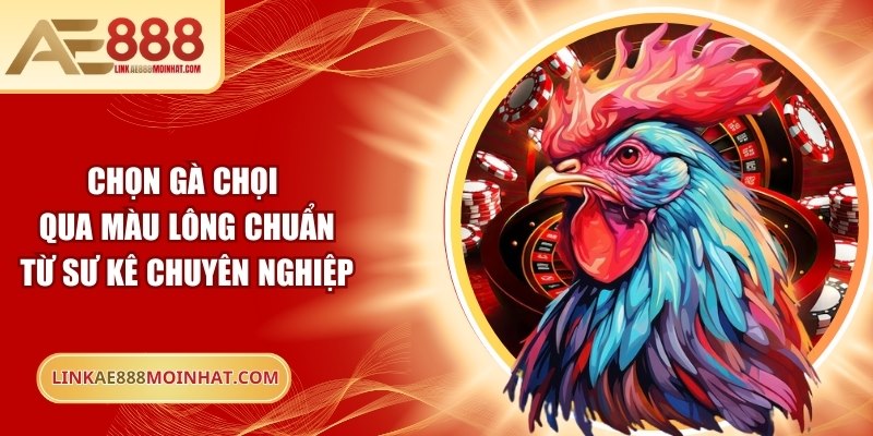 Chọn gà chọi qua màu lông