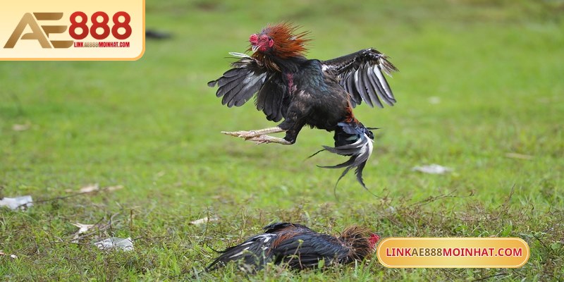 Gà đòn - Lựa chọn gà đá luôn thắng với khả năng thi đấu tốt tại AE888