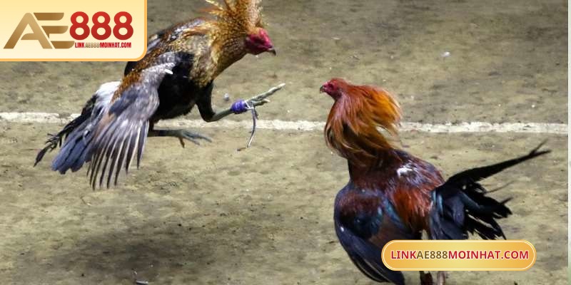 Đá gà ăn tiền AE888 mang đến cảm giác kịch tính, hồi hộp 
