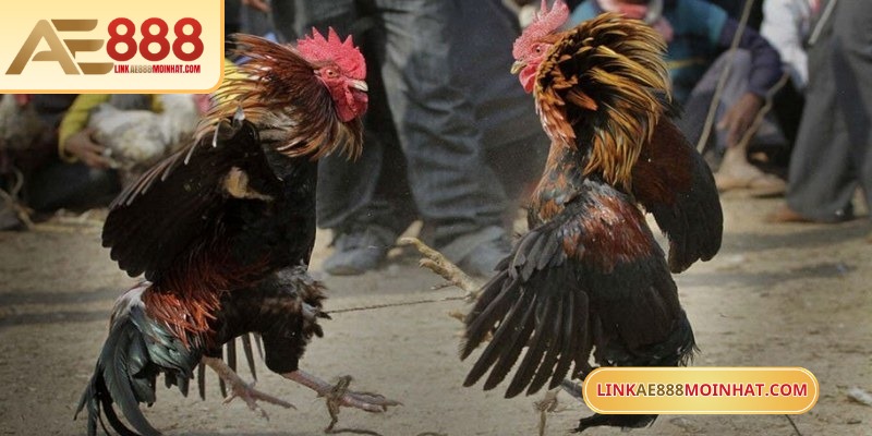 Chọn trận đấu tiềm năng đảm bảo cược đá gà Campuchia dễ ăn tại AE888