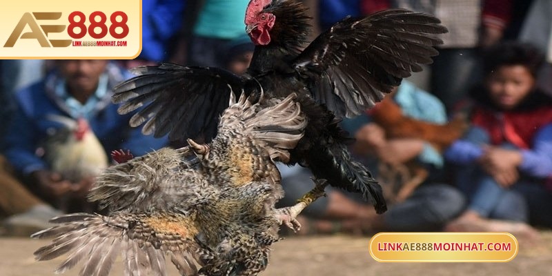 Cần kiểm tra kỹ lưỡng gà